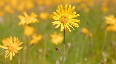 arnica